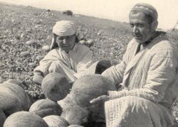 'Melon picking'