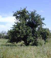 The only surviving pear tree from the colony. It is still producing fruit today.