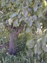 The only surviving pear tree from the colony. It is still producing fruit today.