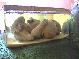 The famous Siamese twins